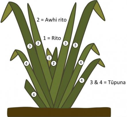 A drawing of a flax plant.