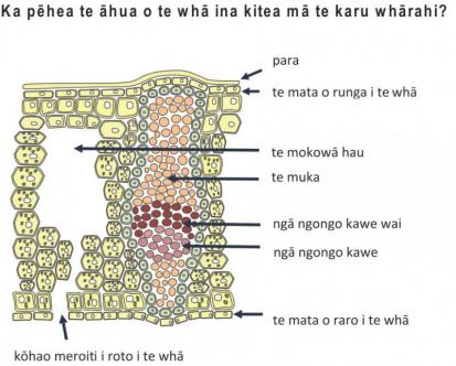 Diagram 4 - Cross section