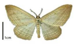 Flax window moth