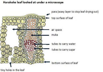 Harakeke leaf looked at under a microscope