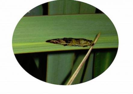 Bagmoth caterpillar