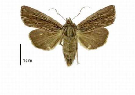 Notch moth