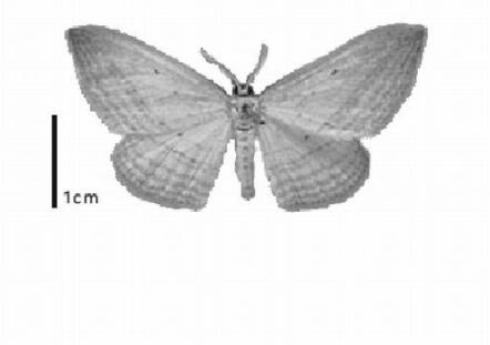 Window moth