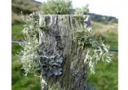 Lichen